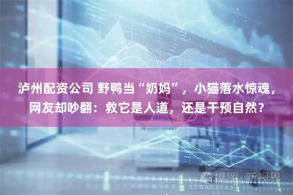 泸州配资公司 野鸭当“奶妈”，小猫落水惊魂，网友却吵翻：救它是人道，还是干预自然？