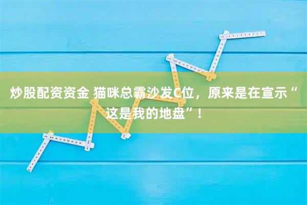 炒股配资资金 猫咪总霸沙发C位，原来是在宣示“这是我的地盘”！